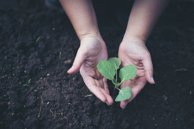 Cropped hands over plant