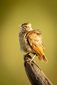 Red-winged lark on dead branch opening beak