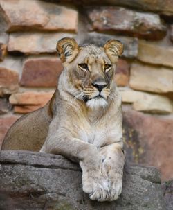 Low angle view of lioness resting on rock