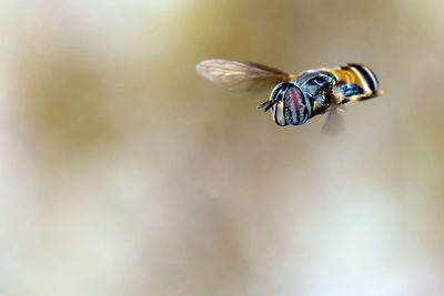 Close-up of bee