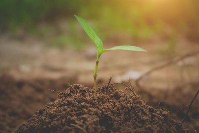 Close-up of plant growing on field