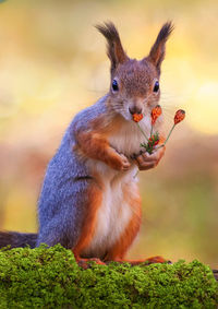 Close-up of squirrel eating food, holding red forest berries