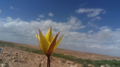 Close-up of yellow flowering plant on field against sky