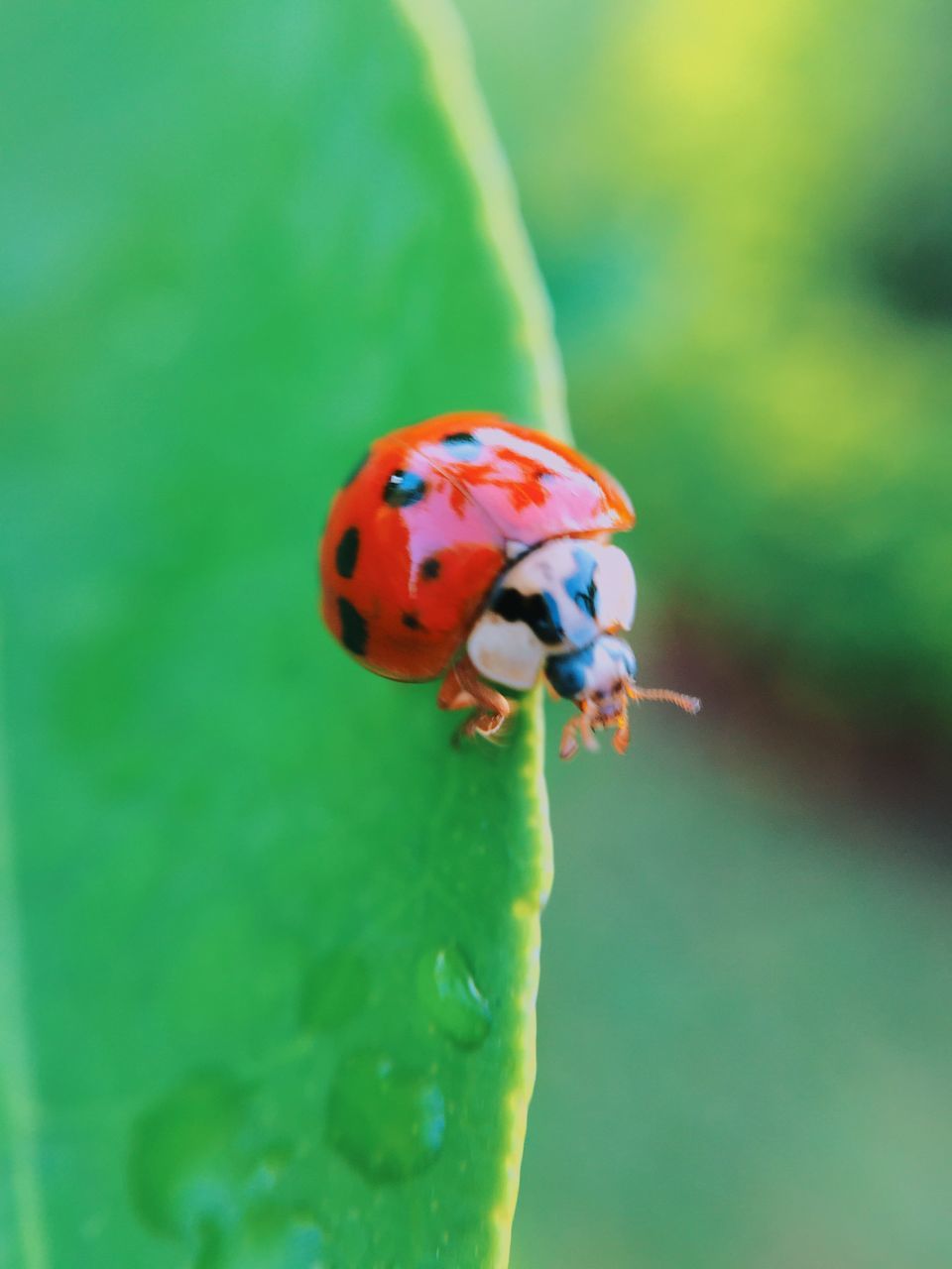 animal themes, animals in the wild, one animal, wildlife, ladybug, focus on foreground, close-up, insect, selective focus, blue, green color, nature, beauty in nature, multi colored, day, no people, outdoors, full length, red, zoology