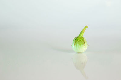 Close-up of green flower on white background