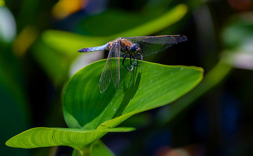 Close-up of dragonfly on leaf