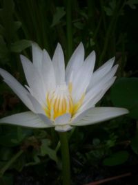 Close-up of white flowers