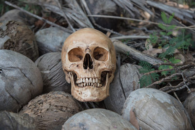 High angle view of human skull on rock