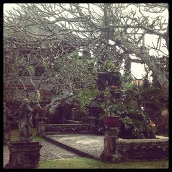 Plants growing on a tree