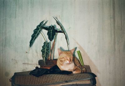 Portrait of cat relaxing on table at home