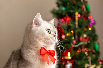 Portrait of a charming white cat in a red bow tie sits near the christmas tree.