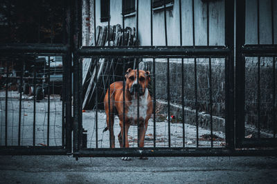 Portrait of dog standing by railing