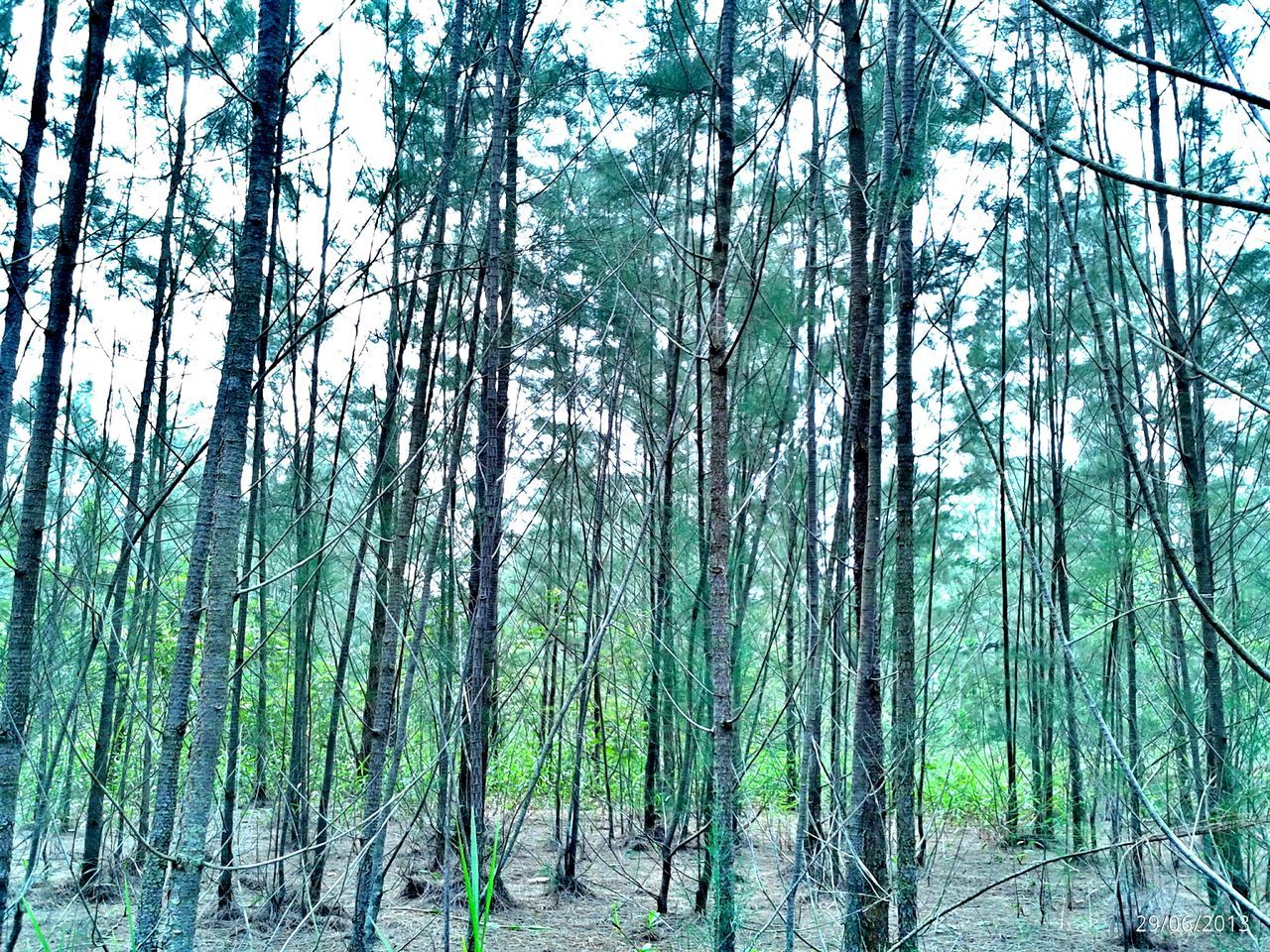 PANORAMIC SHOT OF TREES IN FOREST