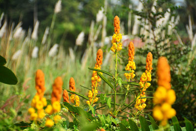 Close-up of yellow flowering plants on field