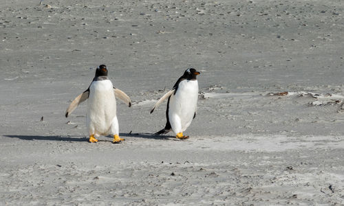 Penguin on beach