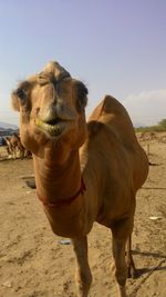 View of a horse on sand