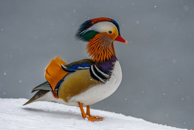 Close-up of a mandarin duck in snow