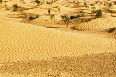 Scenic view of sand dunes in desert