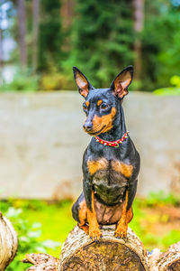 Outdoor portrait of a miniature pinscher dog