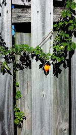 Plants growing on wall