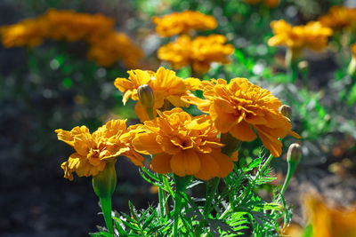 Close-up of yellow flowering plant