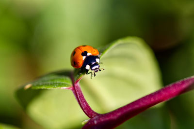 Close-up of ladybug on flower