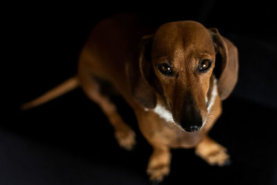 Close-up portrait of a dog over black background