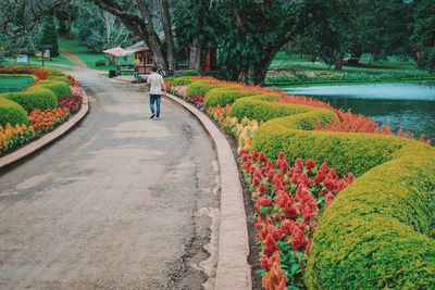 Man walking amidst by flowering plants in park