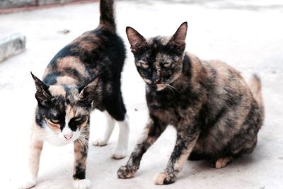 Close-up of cats on snow