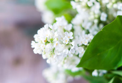 Close-up of white flowers blooming outdoors