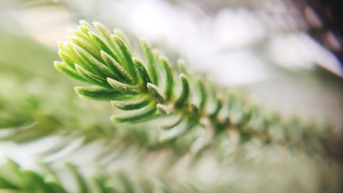 Close-up of fern growing on tree