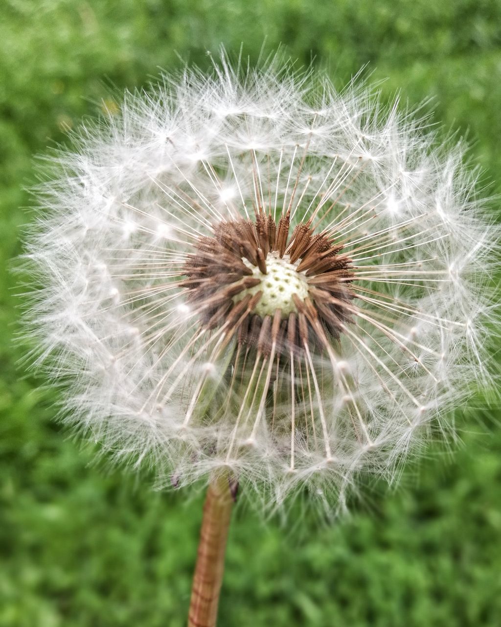 flower, dandelion, fragility, growth, dandelion seed, freshness, nature, plant, flower head, softness, uncultivated, beauty in nature, focus on foreground, close-up, day, outdoors, no people