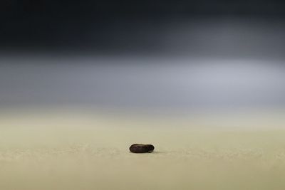 Close-up of earthworm on sand