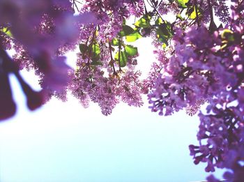 Low angle view of pink flowers blooming on tree