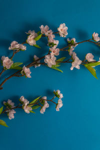 Close-up of flowering plant against blue background