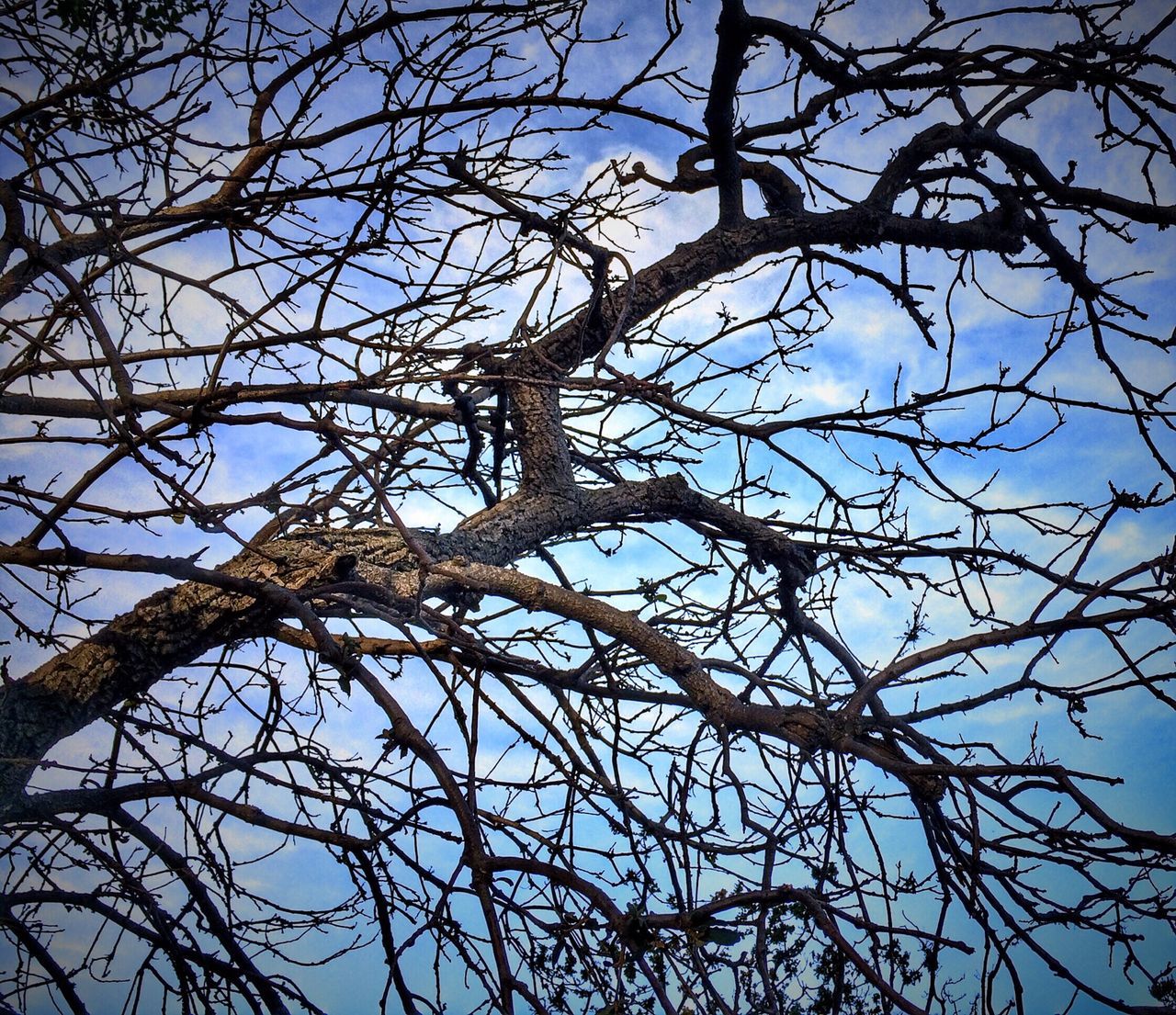 low angle view, branch, tree, bare tree, sky, clear sky, nature, growth, day, blue, outdoors, no people, tree trunk, tranquility, backgrounds, silhouette, sunlight, full frame, beauty in nature, high section