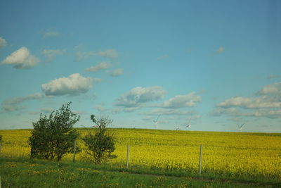 Scenic view of field against sky