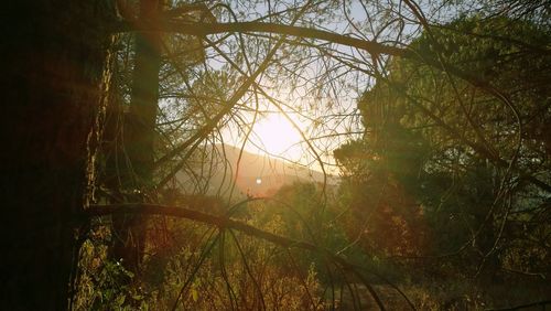 Sun shining through trees in forest