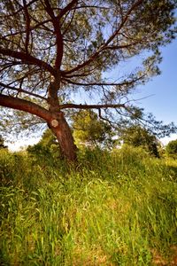 Trees on grassy field