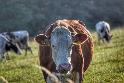 Portrait of cow on field