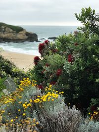 Scenic view of sea and yellow flower