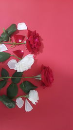 Close-up of rose plant against red background