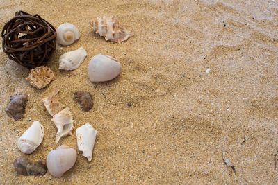 Various sea shells in beach sand