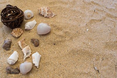 High angle view of shells on sand