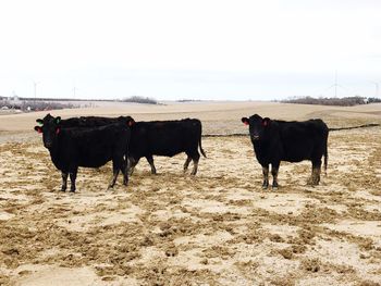 Cows at wind farm