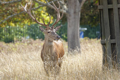 Deer standing in a field