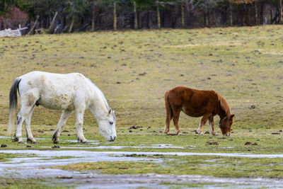 Horses grazing in a field