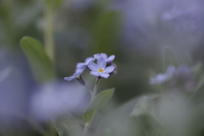 Close-up of purple flowering plant