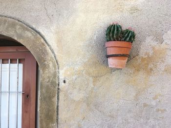 Potted plant on wall of old building
