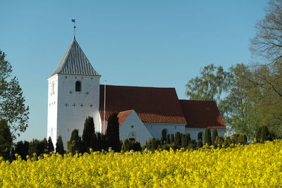 Yellow flowers growing on field against blue sky